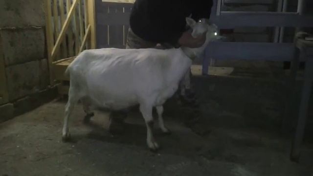 Мои зааненские козы. ПетрПетр. Беларусь, Борисов. смотреть онлайн