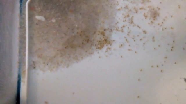 Наннакара неоновая. Мальки смотреть онлайн