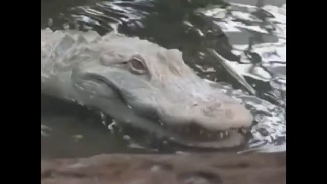 ШОК! Белый Аллигатор,Редкий вид! смотреть онлайн