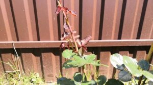 Саженцы роз из питомника Элит. Отзыв. Розы Роберт Уинстон, Гейша, Марк Антуан Шарпантье