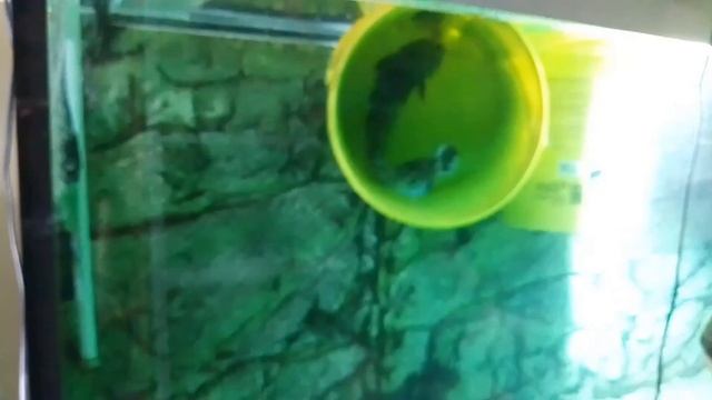 Запуск аквариума на 1000 л. (2/3 часть). The launch of the 1000-liter aquarium. смотреть онлайн