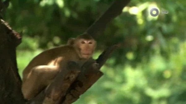 Criaturas de miedo con Dominic Monaghan loris perezoso