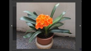 Почему не цветет кливия и как заставить ее зацвести в домашних условиях