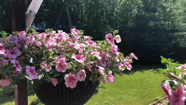 Как красиво украсить террасу/веранду петуниями смотреть онлайн