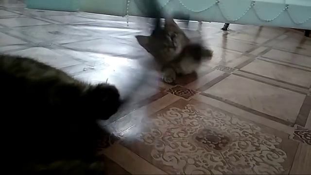 Кошке снится плохой сон. смотреть онлайн