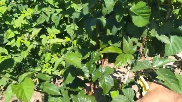 Ежевика и (ржавчина) пробуем победить! смотреть онлайн