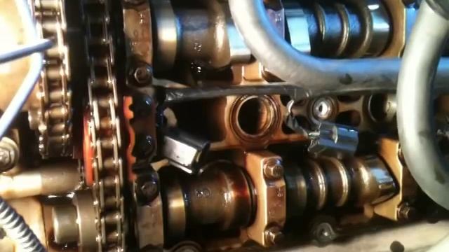 Jaguar Arbol De Levas