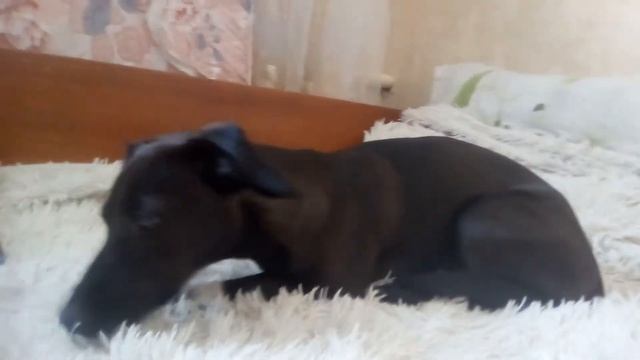 Как мыть собаку дома. смотреть онлайн