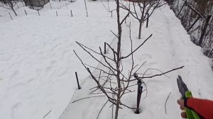 Обрезка и формировка молодых груш. Какая крона предпочтительнее для груши, и как это сделать!