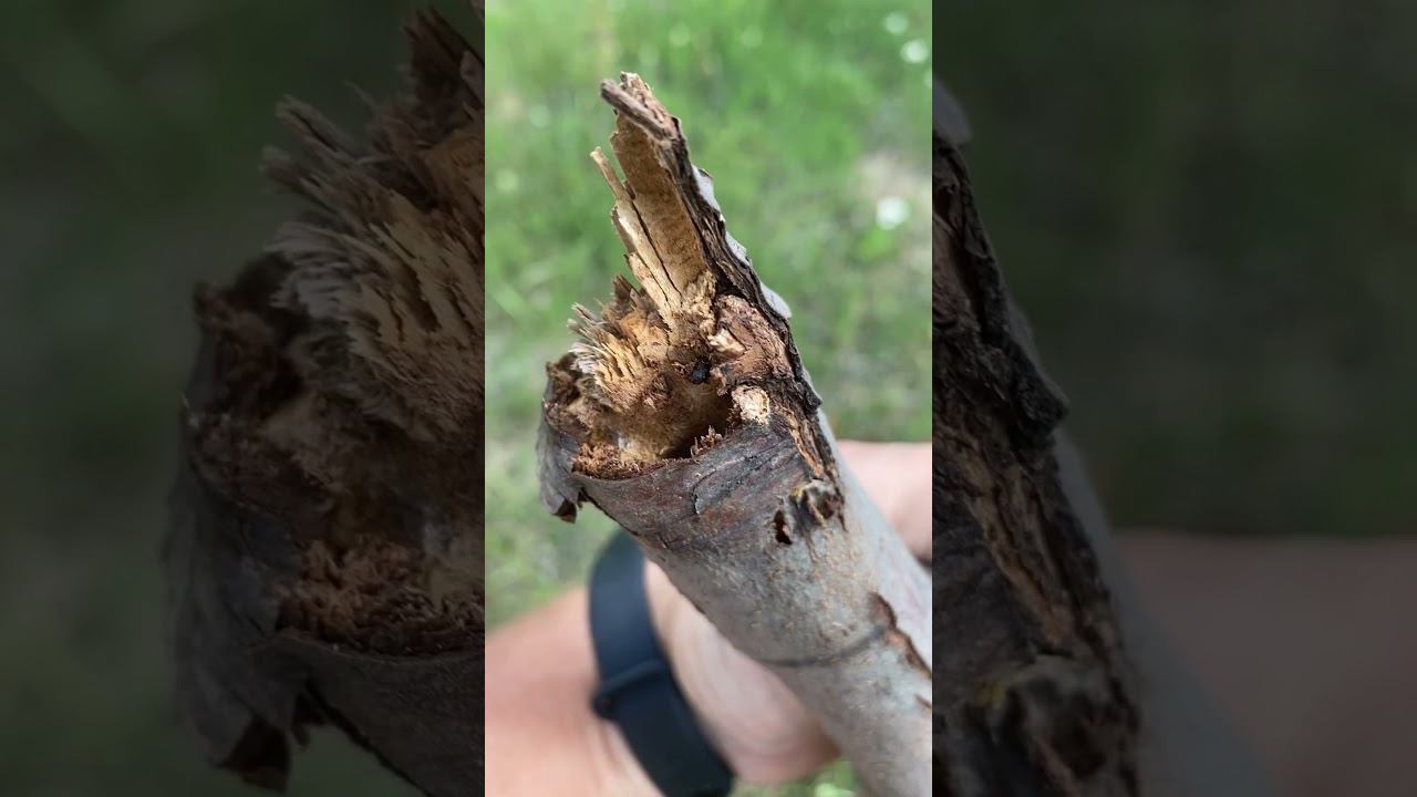 Зачем нужно белить стволы деревьев! Кто то сожрал дерево смотреть онлайн