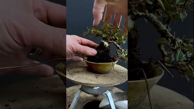 Repotting a small Mame bonsai Cotoneaster смотреть онлайн
