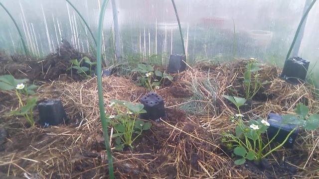 ВЫСАЖИВАЮ КРУТЫЕ СОРТА КЛУБНИКИ В ТЕПЛИЦУ ДЛЯ ОБЗОРА // С.Х.У смотреть онлайн