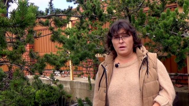 Удивительная сосна или сосна Банкса смотреть онлайн