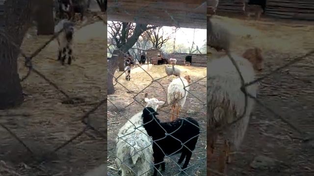 ФЕРМА. The farm смотреть онлайн