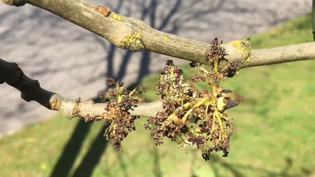 Common ash (Fraxinus excelsior) - flowers - April 2018 смотреть онлайн