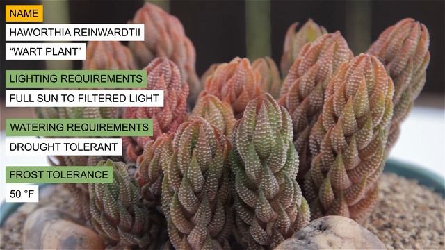 Haworthia Reinwardtii 