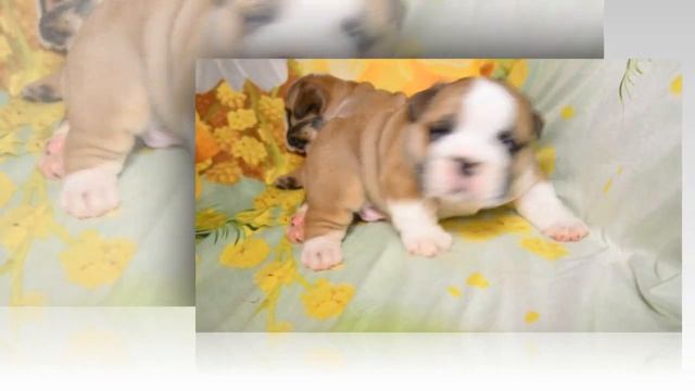 Щенки английского бульдога (мальчики) смотреть онлайн