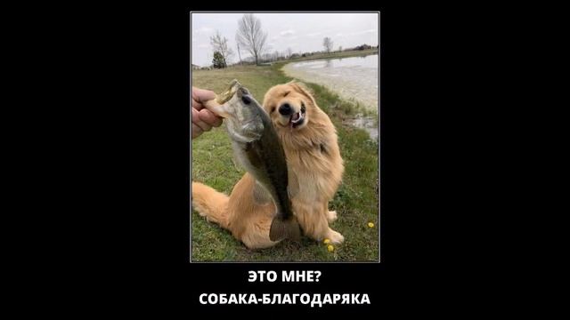 Веселые картинки. Самые прикольные собаки. смотреть онлайн