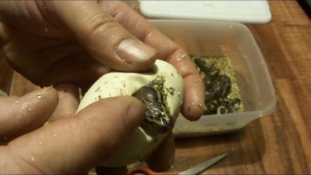 Ball Python Clutch #11 is Hatching! смотреть онлайн
