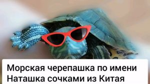 Клип морская черепашка! Наташка! + караоке.