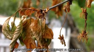 Болезни вишни в Подмосковье и их лечение