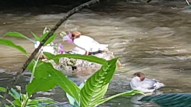 Загадочные Гости - на нашей Речке // Большой Крохаль ( Луток ) смотреть онлайн