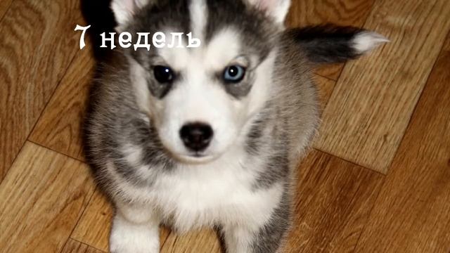 Хаски в квартире. часть 1 смотреть онлайн