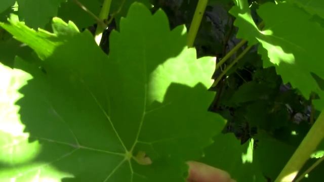 @Виноград Свитлына белый виноград смотреть онлайн