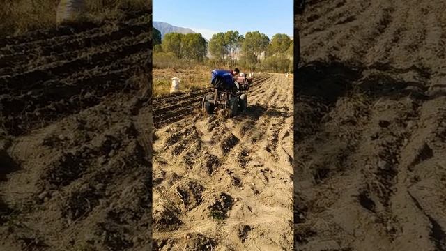 Картошка казуу смотреть онлайн