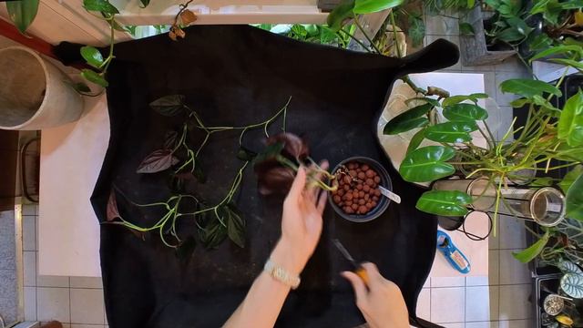 Pruning Back Syngonium Red Arrow Plant #syngonium #indoorplants #pruning