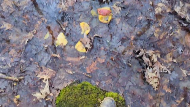 Trail Camera - Mangos Left in the Woods! - Wildlife Animals React смотреть онлайн