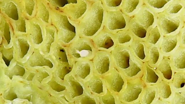 microorganisms in fungi смотреть онлайн