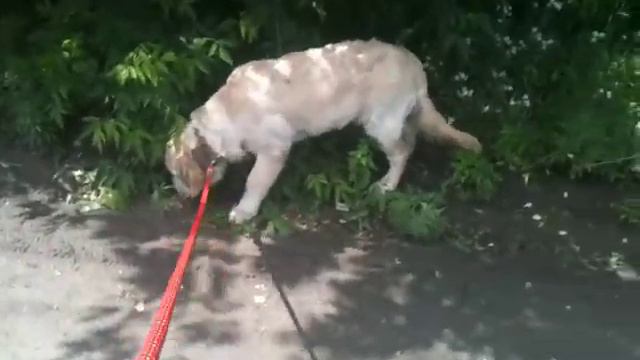 Golden Retriever Лари 5 месяцев(первая прогулка) смотреть онлайн