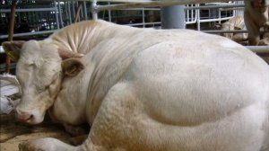 Шаролезская порода коров Откорм, содержание и примерный рацион породы | КРС | Шаролезская корова