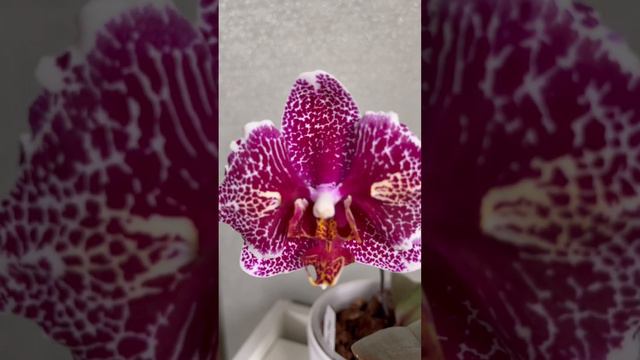 Первое домашнее цветение азиатской орхидеи Кружева Виктории💖 #орхидеи #orchid #орхидеиуход #сад смотреть онлайн
