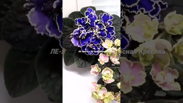 Фиалки ЛЕ-Прекрасная Креолка и ЛЕ-Ярита смотреть онлайн