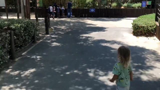 Небольшой ролик из зоопарка в Кирьят моцкине смотреть онлайн