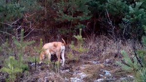 Натаска. Тренировка охотничьей собаки "Русская гончая"