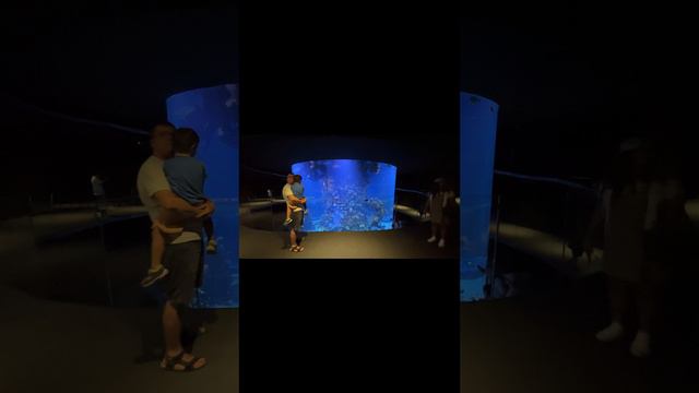 #sealife #poemadelmar #aquarium #laspalmas #spain #2024