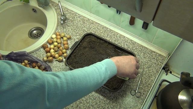 Сажаем лук севок на подоконнике смотреть онлайн