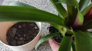 Красавица гузмания!! уход в домашних условиях..