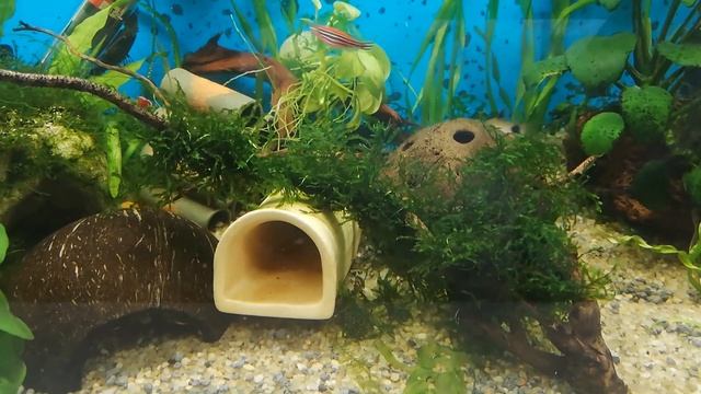 Мини-попугай Голубая Панда или Сапфировый попугай/Blue Panda Parrot Fish смотреть онлайн