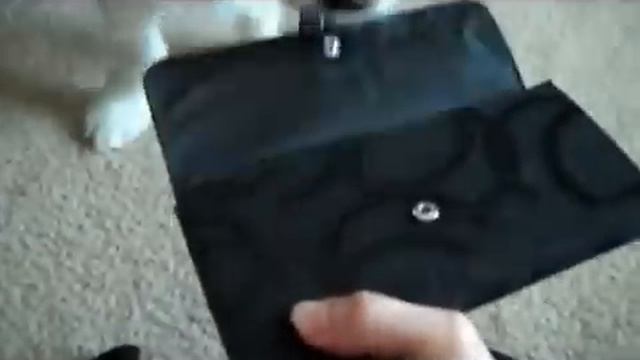 Самая умная собака