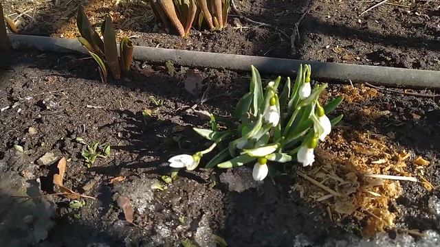 #петербург Санкт- Петербург .Летний сад . Расцвели подснежники. смотреть онлайн