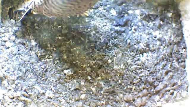 From Internet Camera(Turmfalken[03:1A:A5])2014/06/20,12:42:21_D смотреть онлайн