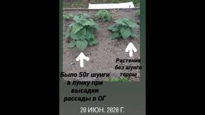 ШунгиТерра