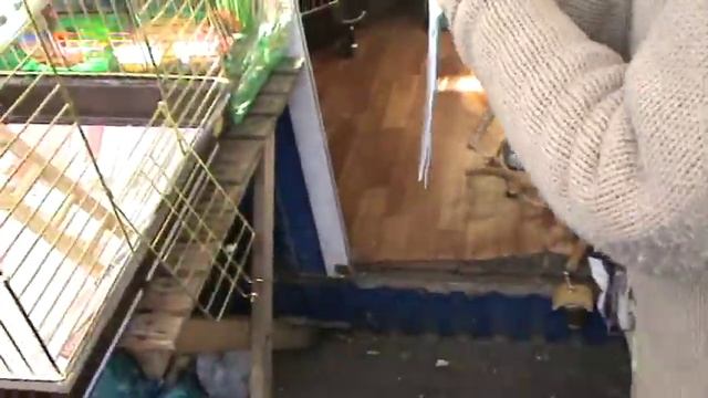 Обрезать крылья 2.MPG смотреть онлайн