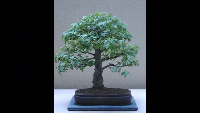 Deciduous Bonsai- Liquidambar Bonsai