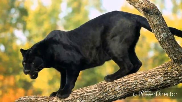 Животный Лес*-* смотреть онлайн