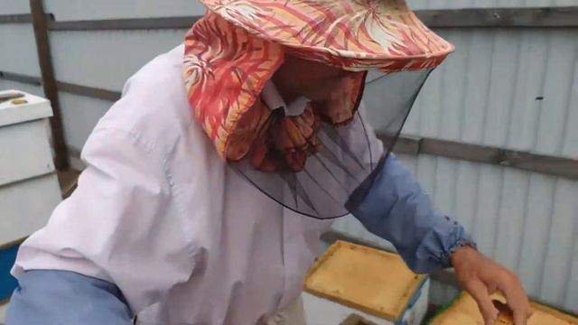 4 матки в одном улье смотреть онлайн